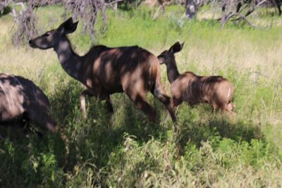 Horseback Safari Adventure in Hartbeespoort from Johannesburg - The real show: Silkaatsnek Nature Reserve on horseback