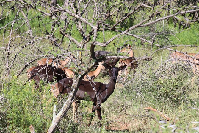 Horseback Safari Adventure in Hartbeespoort from Johannesburg - Who should book this horseback safari (and who might not)