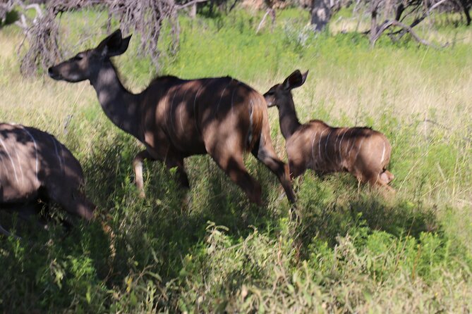 Horseback Safari Adventure in Hartbeespoort from Johannesburg - The real show: Silkaatsnek Nature Reserve on horseback