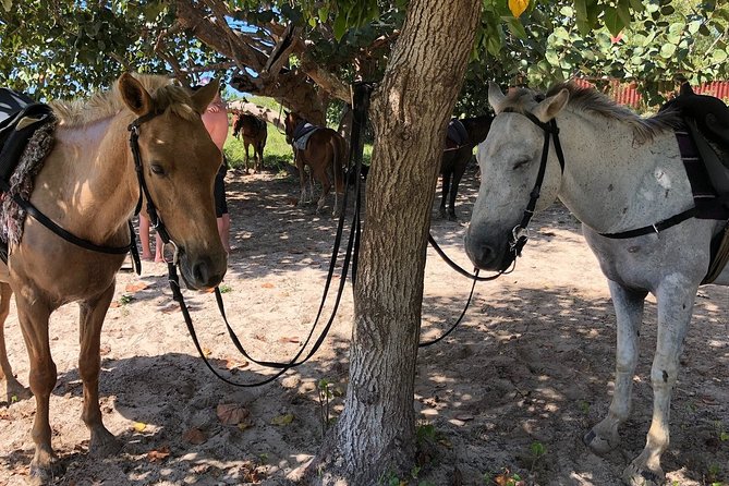 Horseback “SPECIAL”- Negril’s Beach Ride N’ Swim with Free photos/videos - Guides Like Paul, Xavier, Carlos, Jermaine, and More