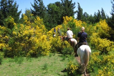 Horseback Trailride Excursion - Half-day itinerary: from ranch trails to forest, meadows, and the Liucura River