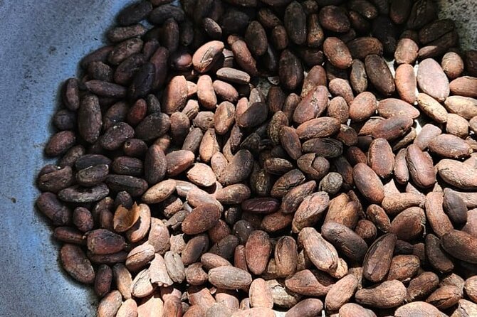 Horses, Buggy, and plantation in Chocaci Ranch - Coffee From Scratch: What You’ll Learn and What It Tastes Like