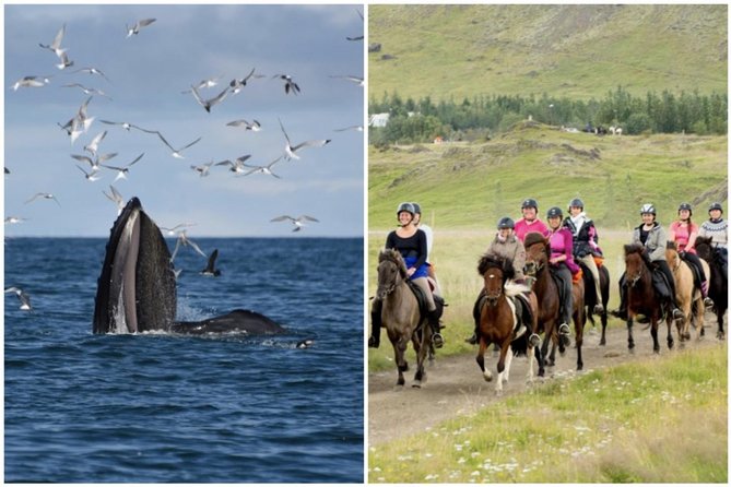Icelandic Horse Riding and Whale Watching Cruise from Reykjavík - Key Highlights You’ll Actually Care About