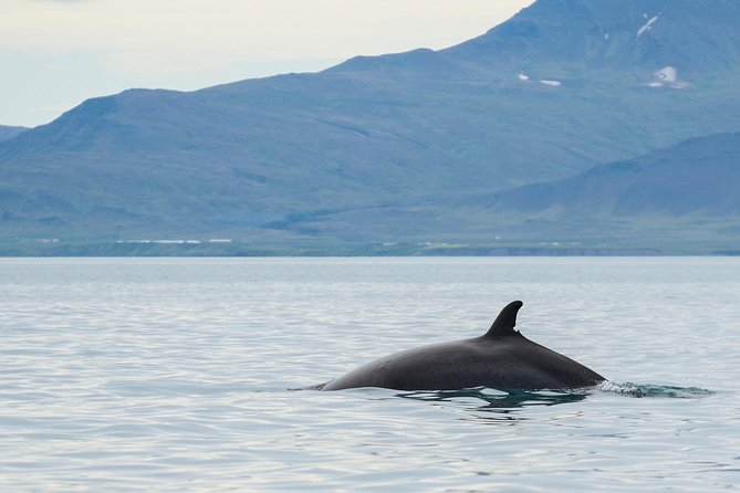 Icelandic Horse Riding and Whale Watching Cruise from Reykjavík - Icelandic Horses 101: Training, Matching, and Safety That Feels Calm