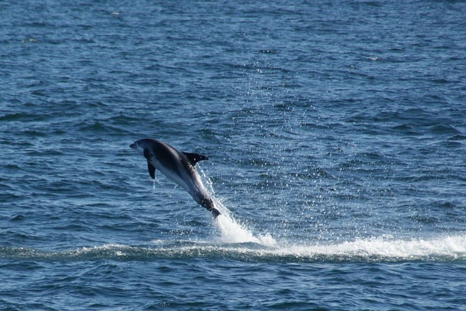 Icelandic Horse Riding and Whale Watching Cruise from Reykjavík - What You Actually Do on the Ride (So You Can Plan Clothes)