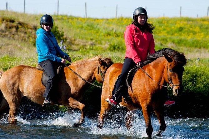 Icelandic Horse Riding and Whale Watching Cruise from Reykjavík - Stop 2: Elding Whale Watching from Faxaflói Bay