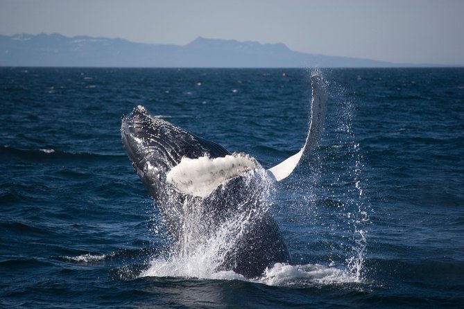 Icelandic Horse Riding and Whale Watching Cruise from Reykjavík - Whale Watching Reality Check: Weather, Seasons, and “No-Sighting” Options