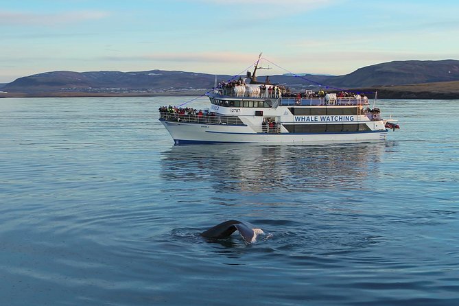 Icelandic Horse Riding and Whale Watching Tour from Reykjavik - Old Harbor to Faxaflói Bay: The Whale Watching Part