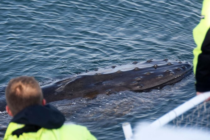 Icelandic Horse Riding and Whale Watching Tour from Reykjavik - Whale Sightings: What You Can Control, and What You Can’t