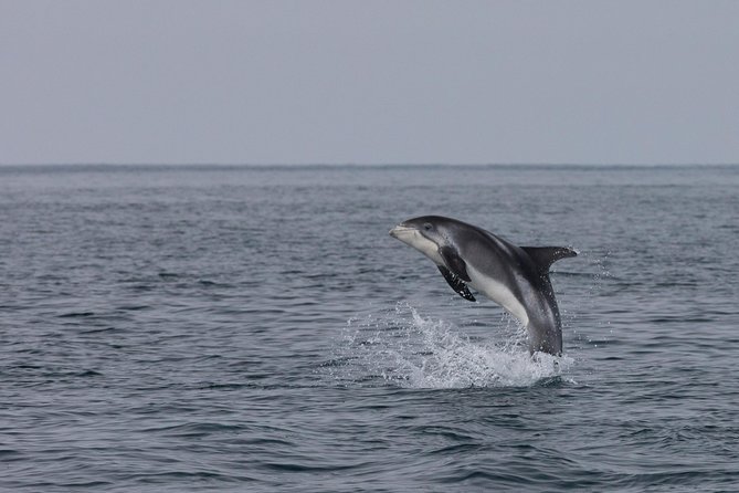Icelandic Horse Riding and Whale Watching Tour from Reykjavik - Comfort, Noise, and Deck Time on a Hi-Tech Boat