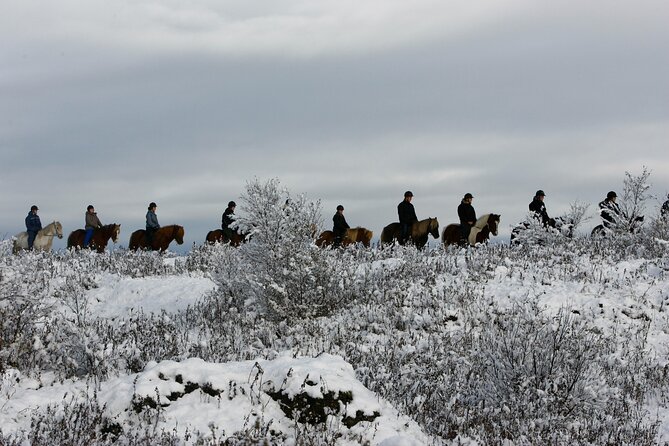 Icelandic Horse Riding and Whale Watching Tour from Reykjavik - Tölt on Trails: Why These Icelandic Horses Ride So Differently