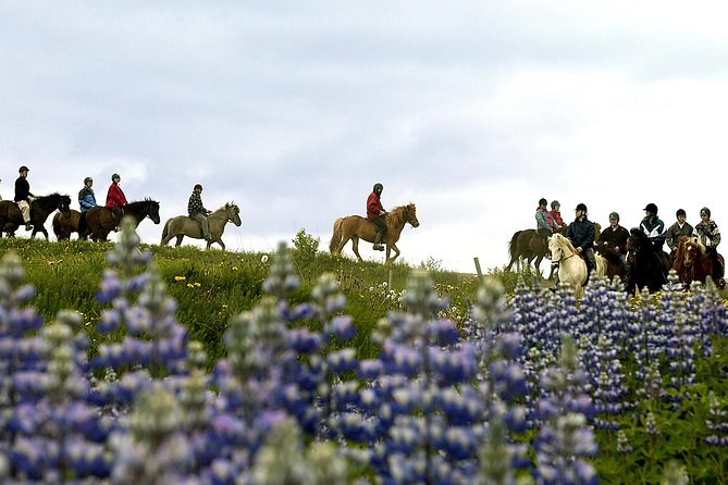 Icelandic Horseback Riding Tour Including Pick Up from Reykjavik - Price and Value: What $152.37 Buys You in Iceland