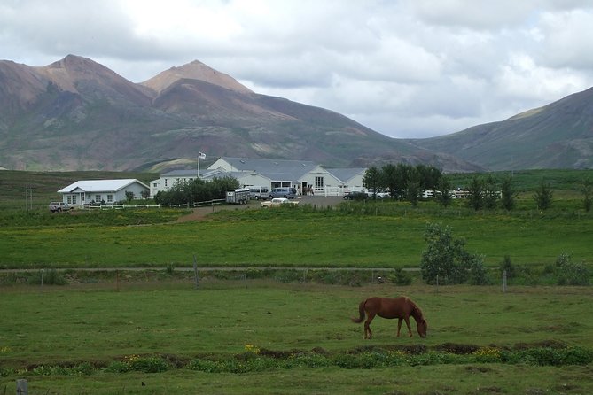 Icelandic Horseback Riding Tour Including Pick Up from Reykjavik - Getting Matched to Your Horse: A Quick Check That Changes Everything