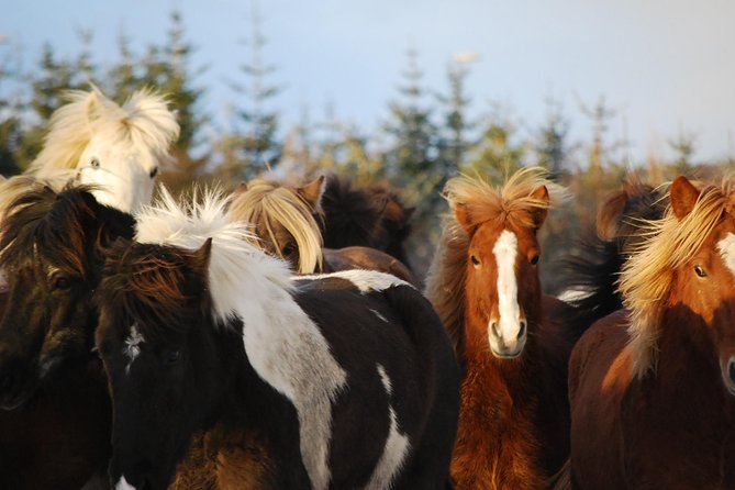 Icelandic Horseback Riding Tour with Pickup Option from Reykjavik - What makes an Icelandic horse ride different (tölt is the big reason)