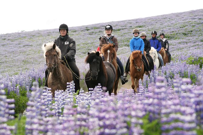 Icelandic Horseback Riding Tour with Pickup Option from Reykjavik - The full “what happens at the stables” flow