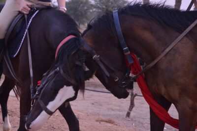 Jaipur Horse Riding Adventure - The Tea, Fruit, and Horse Water Break You’ll Remember