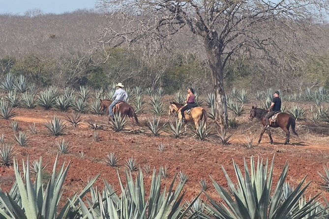 Jungle and Beach Horseback ride Tour in Pacific Coast - When this tour fits best (and when it might not)