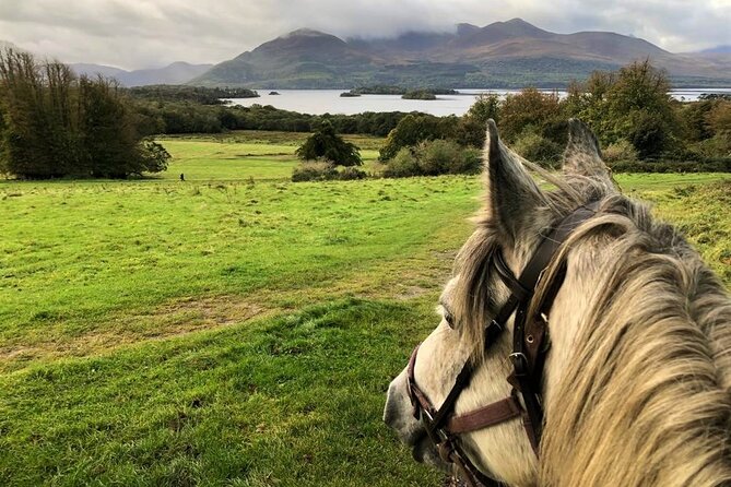 Killarney National Park Horseback Ride. Co Kerry. Guided. 1 hour. - One Hour on Horseback: What the Killarney Trail Really Feels Like
