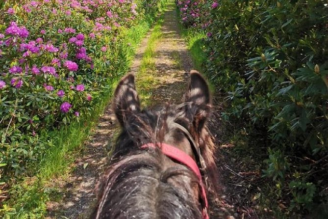 Killarney National Park Horseback Ride. Co Kerry. Guided. 2 hours. - The 2-hour itinerary: what happens once you’re on the trail