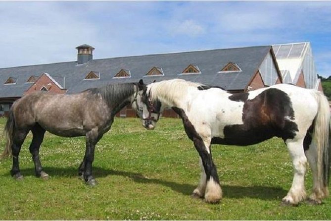 Killarney National Park Horseback Ride. Co Kerry. Guided. 2 hours. - Wildlife spotting and photo stops: why the views feel up close