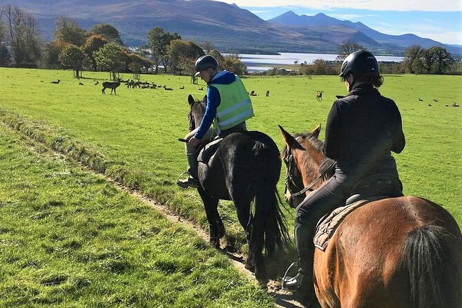 Killarney National Park Horseback Ride. Co Kerry. Guided. 3 hours. - Who this Killarney horseback ride fits best (and who should think twice)