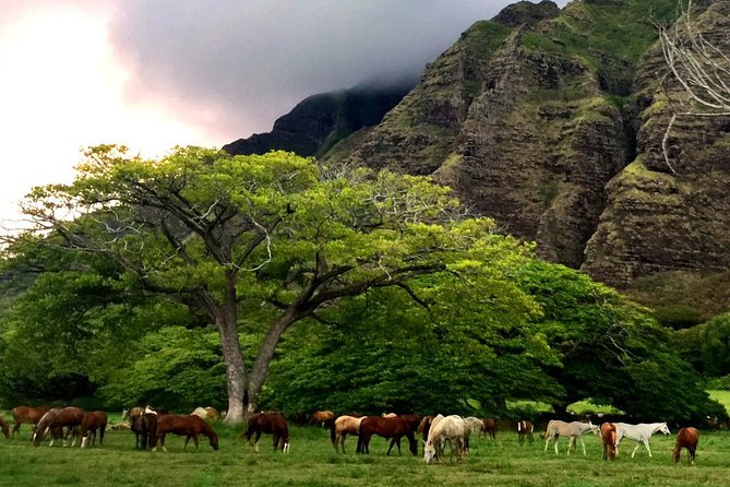 Kualoa Ranch - Horseback Walking Tour - The 2-Hour Ride Route: Ka’a’awa Valley, WWII Bunkers, and Film Stops