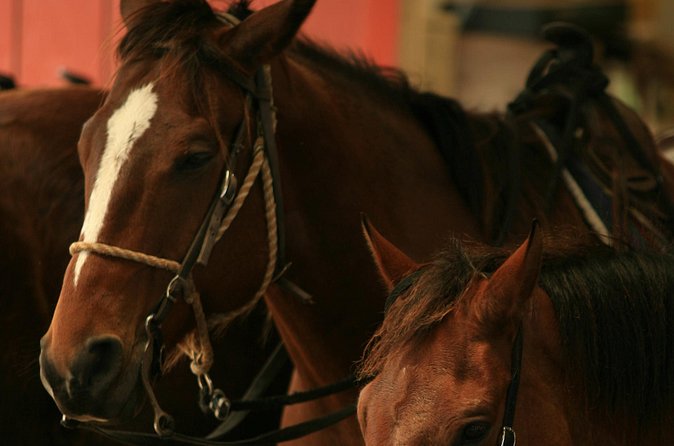 Kualoa Ranch - Horseback Walking Tour - Price and Value: Is $173.74 Worth It?