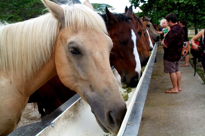 Kualoa Ranch - Horseback Walking Tour - How the Horseback Pace Really Feels for Beginners