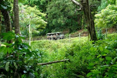 Kualoa Ranch: Jungle Expedition Tour - Your off-road ride: Swiss Pinzgauer vs. Ford F-350 on working ranch roads