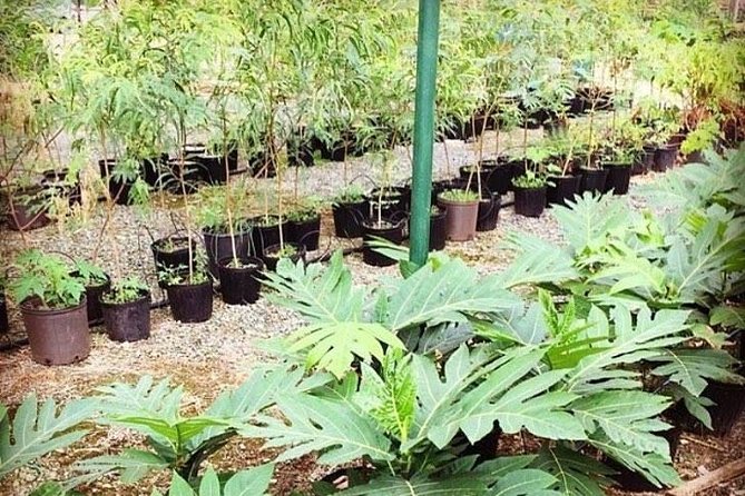 Kualoa Ranch - Kualoa Grown Tour - How the Tour Schedule Stays Compact (and Why That Matters)