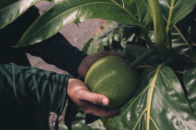 Kualoa Ranch - Kualoa Grown Tour - Price and Value: Is $67.24 Worth It?