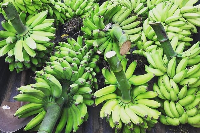 Kualoa Ranch - Kualoa Grown Tour - Weather and Day-Plan Reality
