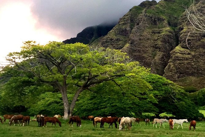 Kualoa Ranch: Novice E-Bike - Who should book this novice e-bike tour?