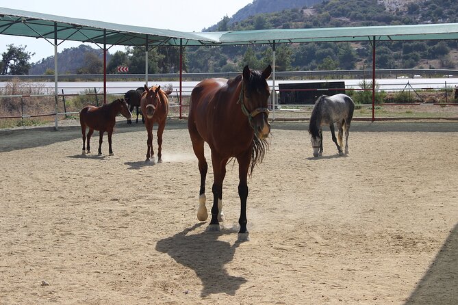 Kusadasi Horse Riding Beach and Forest options with Transfer - Kusadasi Beach and Forest riding: what makes it special