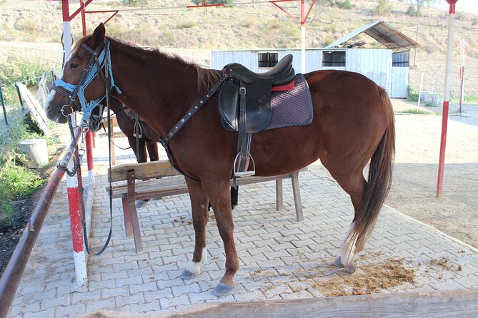 Kusadasi Horse Riding Beach and Forest options with Transfer - Getting to the start: transfers, timing, and cruise-port options
