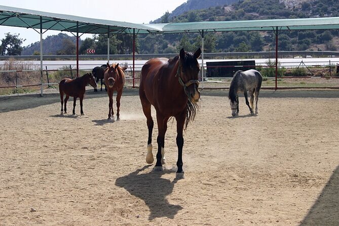 Kusadasi Horse Riding On Beach And Through The River - Riding along the river bed: calm tracks and real variety