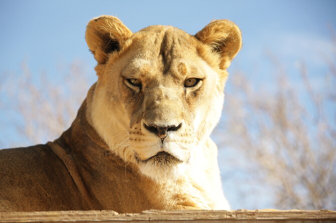 Lion Habitat Ranch Admission Ticket in Las Vegas - Quick takeaways