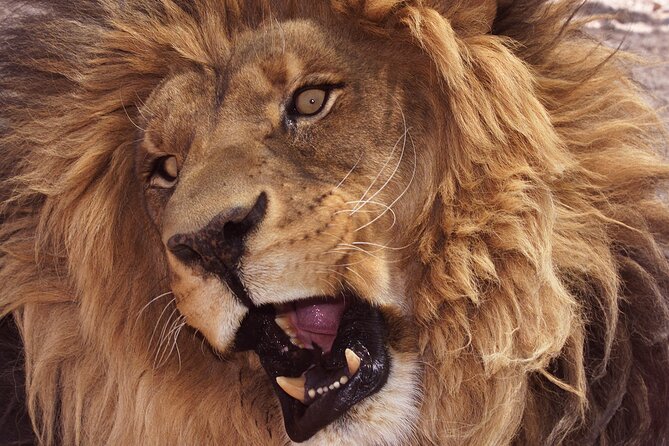 Lion Habitat Ranch Admission Ticket in Las Vegas - Entering the ranch: mobile ticket, waivers, and check-in pace