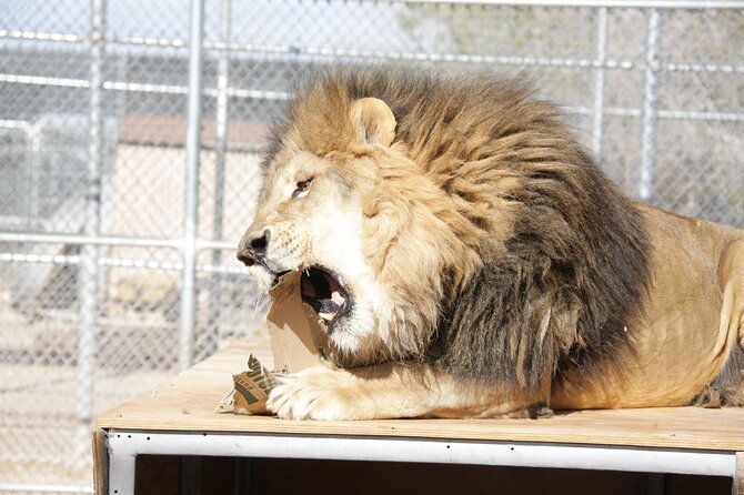 Lion Habitat Ranch Admission Ticket in Las Vegas - The one-stop itinerary: what happens during your hour