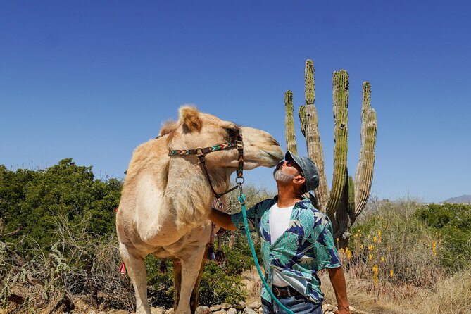 Magical Todos Santos Tour, Camel Ranch, Lunch and Tequila - Key highlights to look for