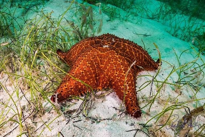 Mangrove tour,Horseback Riding, Snorkeling and beach in Roatan - Horseback Riding in Roatán: What You’re Actually Signing Up For