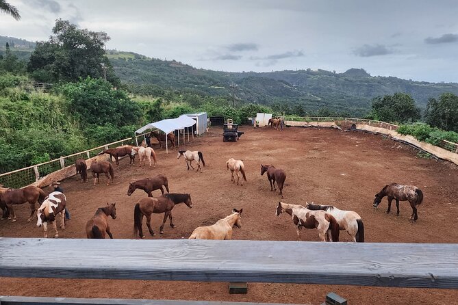 Maui Horseback Adventure at Circle M Ranch With Real Cowboys - Riding Along the Coast: What Makes This Part Special