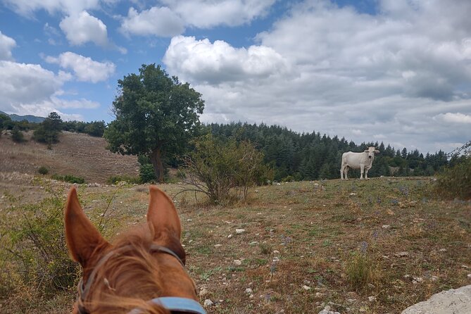 Middle day out of Rome on Horseback with meals included - A couple of realistic trade-offs before you go