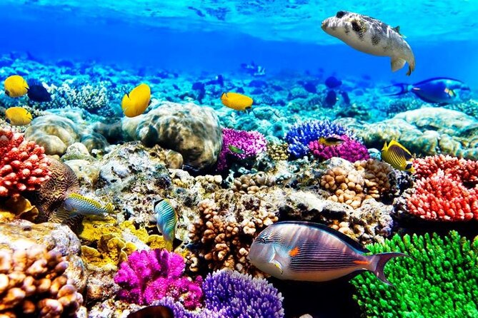 Mnemba Dolphin Tour, Clear Kayak, Cooking Class, Horse Riding - Price and what $220 really buys you