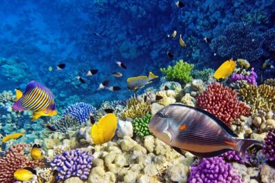 Mnemba Dolphin Tour, Clear Kayak, Cooking Class, Horse Riding - Pickup at 8:00 am: comfort helps when the day runs long