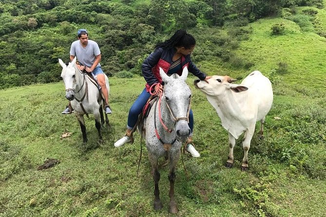 Monteverde Cloud Forest Horseback Riding - Horses and guides: how the ride stays comfortable for beginners