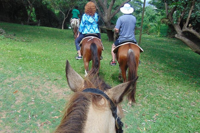 Nature & Historical Horseback Riding Tours St. Lucia - Mangroves and wildlife: when the timing is right