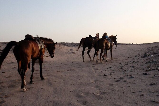 One Hour Horse Riding Beach with Transfer from Hurghada - Hotel Pickup and the Drive to the Horse Center