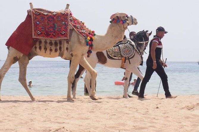 One Hour Horse Riding or Camel Riding At Amazing Desert in Hurghada - Group Size: Why Max 15 Travelers Matters