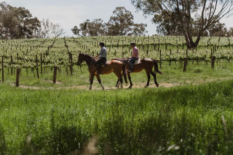 Petaluma: Horseback Riding and Wine Tasting Tour - Why Horseback Through Petaluma’s Vineyards Feels Like a Real Experience